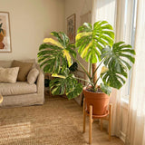2 Monstera Plants Live, Thai Constellation Monstera Plant, 4-6 Inch Tall