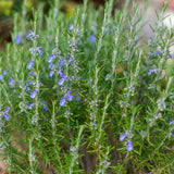 3 Blue Live Rosemary Plants, Live Starter Plant, 4-6 Inch Tall