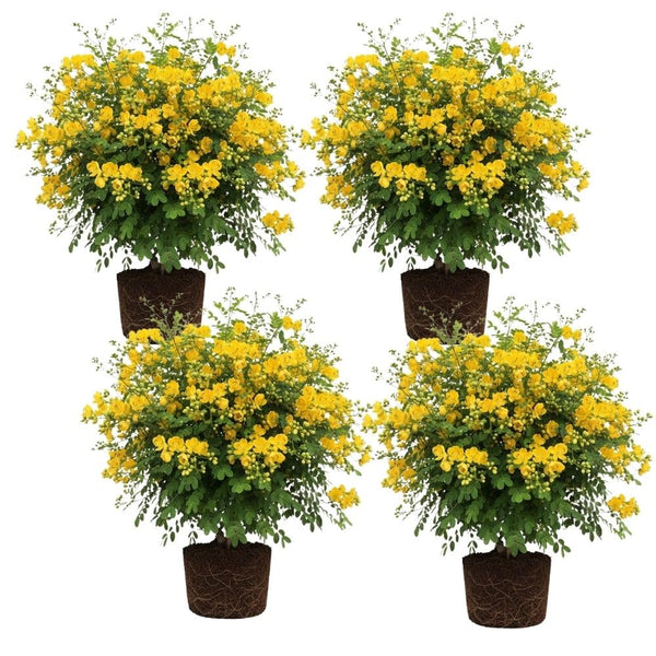 Set 4 Winter Cassia Live Plant 4-7 Inches Tall