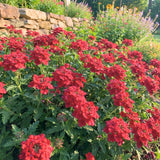 3 Red Verbena Plants Live, Verbena Flower Plant, 4-6 Inch Tall