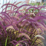Set of 2 Red Fountain Grass Live Plants, 4–6 Inches Tall, No Pot, Ornamental Grass for Outdoor Planting