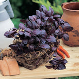 Purple Basil Live Plant, Starter Herb Plant, 3-5 Inch Tall, 3.5 Inch Pot