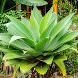 Attenuata Agave Live Plant, Pointed Leaf Succulent, 4-6 Inch Tall
