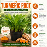 Turmeric Plant Live, Curcuma Turmeric Rhizomes Root, 4-6 Inch Tall