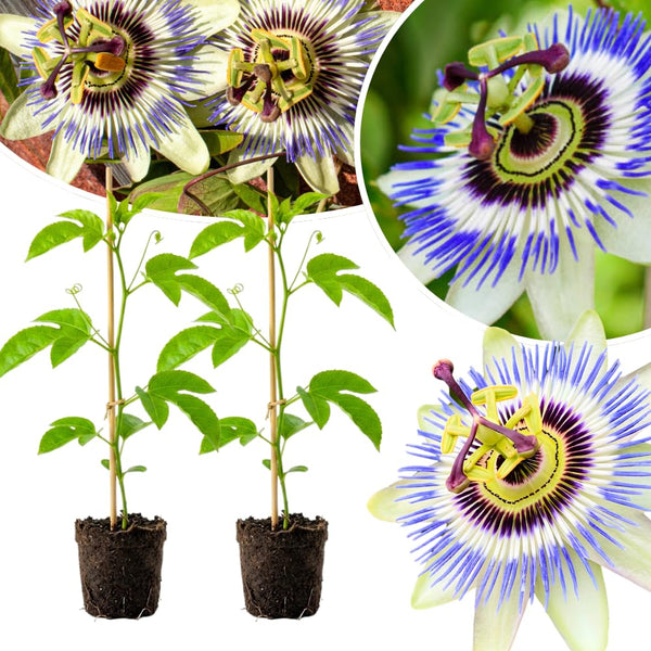 2 Blue Live Passion Flower Plants, Ready to Grow Plant, 4-7 Inch Tall