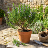 Rosemary Live Plant, Outdoor Garden Herb Plant, 4-7 Inch Tall, 4 Inch Pot