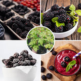 2 Triple Crown Thornless Blackberries Plant Live, Sweet Fruit 4-7 Inch Tall
