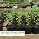 2 Orange Yellow Cuphea Live Plants, 4-6 Inch Tall