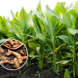 10 Yellow Turmeric Live Roots, Indoor Outdoor Plant