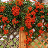 4 Orange Mexican Flame Vine Live Plants, Flower Vine, 5-8 Inch Tall