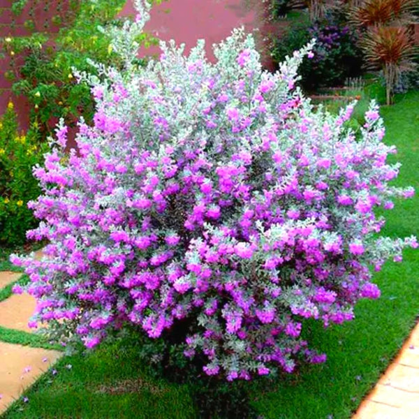 4 Silverleaf Texas Salvia Sage Bushes, Indoor Outdoor Flower, 4-6 Inch Tall