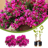 2 Pink Live Bougainvillea Plants, Hardy Garden Plant, 5-7 Inch Tall