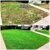 20000 Zoysia Grass Seeds for Lawn, Emerald Zoysia Grass Seed