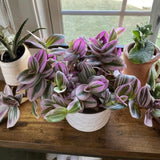 Purple Foliage Wandering Jew Live Plant, Home Decor Plant, 3 Inch Pot