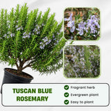 Set of 3 Rosemary Herb Plants Live 4-6 Inc Tall