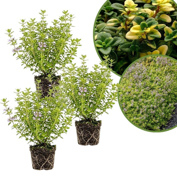 Combo 3 Lemon Thyme Live Plant 4 Inch Pot