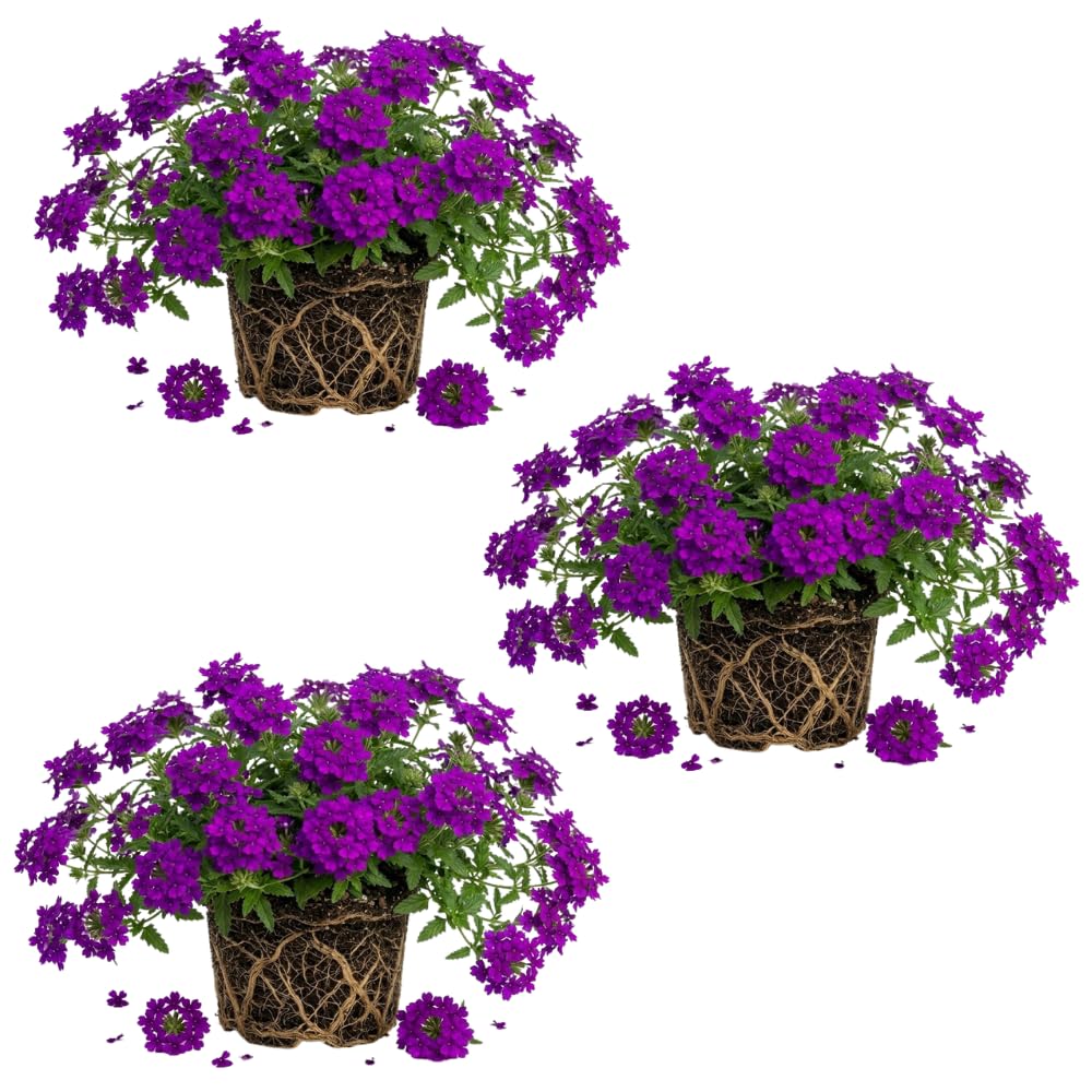 3 Purple Verbena Plants Live, Verbena Flower Plant, 4-6 Inch Tall
