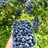 2 Biloxi Blueberry Plant Live, Blueberry Bushes Plant, 4-7 Inch Tall