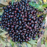 Jamun Plum Plant Live, 4" Pot
