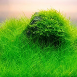 100 Aquarium Seeds Plants Live, Patio Container Plant