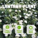 Set 2 White Lantana Live Plant 4-6 Inches Tall