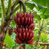 Red Banana Plant, 4-6 Inch Tall Tropical Banana Tree