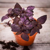2 Purple Basil Plants Live, Balcony Herb Plant, 3-6 Inch Tall
