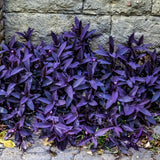 4 Purple Wandering Jew Live Plants, Indoor Houseplant, 4-8 Inch Tall