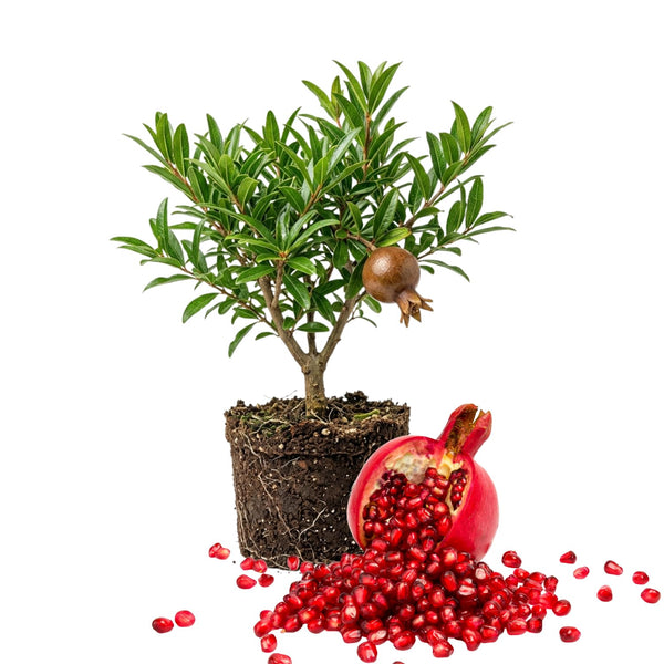 Live Pomegranate Plant, Indoor Outdoor Plant, 4-7 Inch Tall
