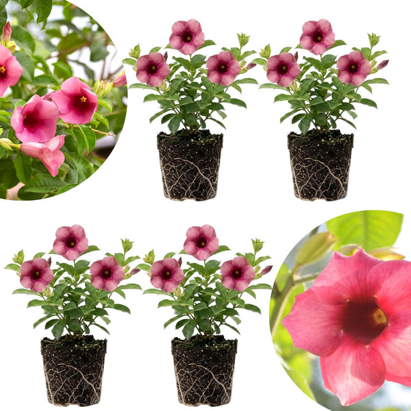 4 Red Allamanda Live Plants, Well-Rooted Starter Plant, 4-7 Inch Tall