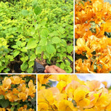 2 Gold Live Bougainvillea Plants, Home Garden Plant, 4-6 Inch Tall
