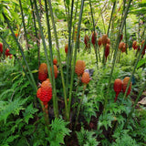 Ginger Live Plant, Fragrant Culinary Herb Plant, 3-5 Inch Tall