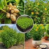 5 Jerusalem Artichoke Tubers, Raised Bed Vegetable Roots