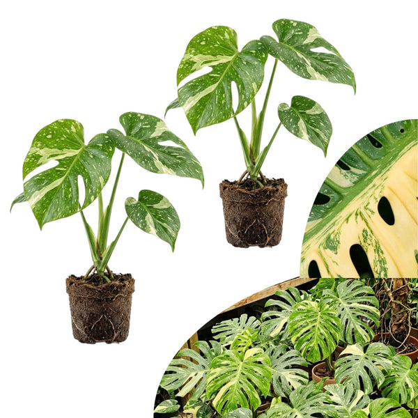 2 Variegated Monstera Live Plants, Constellation Monstera, 4-6 Inch Tall