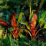 Red Banana Live Plant, Live Starter Plant, 4-6 Inch Tall