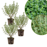 Combo 3 English Thyme Live Plant 4-7" Tall