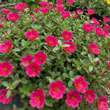 2 Deep Pink Live Portulaca Plants, Patio Container Plant, 4-7 Inch Tall