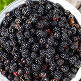 2 Sweet BlackBerry Plants Live, Sweet BlackBerry Bushes, 4-7 Inch Tall
