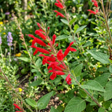 Pineapple Salvia Sage Live Plant, 2-3 Inch Tall