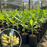 Tiny Banana Live Plant, Starter Plant, 4-6 Inch Tall