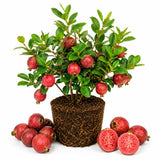 2 Strawberry Guava Live Plants, Sweet Guava Plant, 4-6 Inch Tall