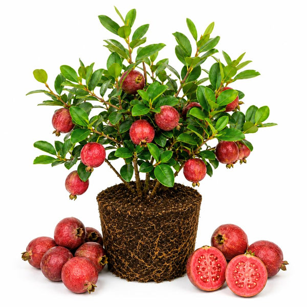 2 Strawberry Guava Live Plants, Sweet Guava Plant, 4-6 Inch Tall