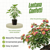 2 Pink Yellow Lantana Live Plants, Home Garden Plant, 4-7 Inch Tall