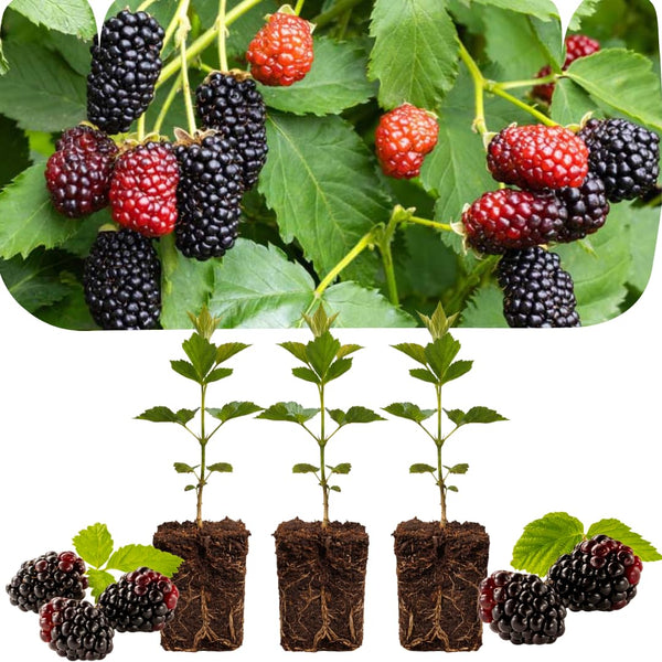 3 Sweet Thornless Boysenberry Plants Live, Garden Plant, 4-6 Inch Tall