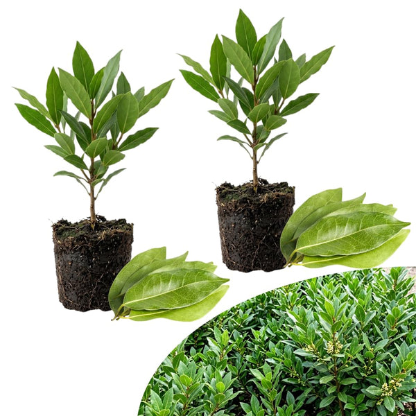 2 Sweet Live Bay Leaf Plants, Live Starter Plant, 4-6 Inch Tall