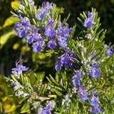 Rosemary Live Plant, Kitchen Herb Garden Plant, 4 Inch Pot