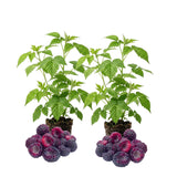 2 Purple Raspberry Live Plants, Indoor Outdoor Plant, 4-6 Inch Tall