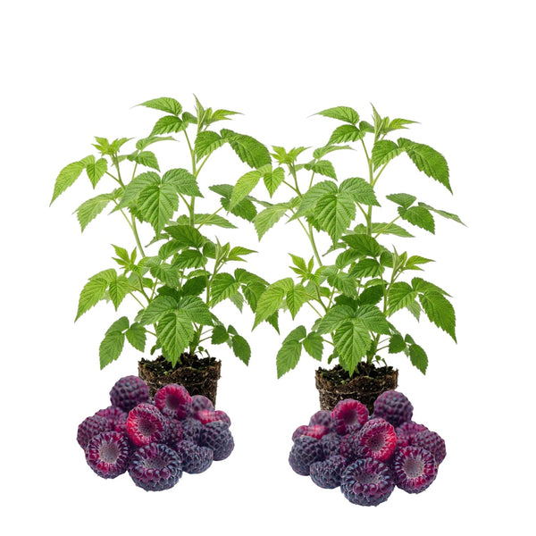 2 Purple Raspberry Live Plants, Indoor Outdoor Plant, 4-6 Inch Tall