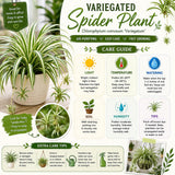 Variegated Spider Plant Live, Indoor Plant, 4-6 Inch Tall, 4 Inch Pot