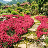 100 Red Creeping Thyme Seeds, Creeping Thyme Plants, Ground Cover Plants